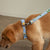 Pet Leash, Small